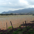 Enogastronomía, vino y tradición culinaria de la Isla de Elba